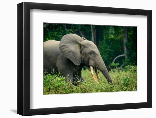 African forest elephant. Odzala-Kokoua National Park. Congo-Roger De La Harpe-Framed Photographic Print