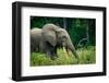 African forest elephant. Odzala-Kokoua National Park. Congo-Roger De La Harpe-Framed Photographic Print