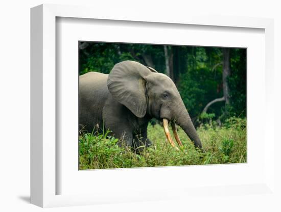 African forest elephant. Odzala-Kokoua National Park. Congo-Roger De La Harpe-Framed Photographic Print