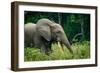 African forest elephant. Odzala-Kokoua National Park. Congo-Roger De La Harpe-Framed Photographic Print