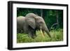 African forest elephant. Odzala-Kokoua National Park. Congo-Roger De La Harpe-Framed Photographic Print