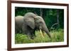 African forest elephant. Odzala-Kokoua National Park. Congo-Roger De La Harpe-Framed Premium Photographic Print