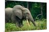 African forest elephant. Odzala-Kokoua National Park. Congo-Roger De La Harpe-Mounted Premium Photographic Print