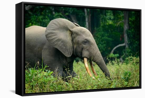 African forest elephant. Odzala-Kokoua National Park. Congo-Roger De La Harpe-Framed Stretched Canvas