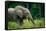 African forest elephant. Odzala-Kokoua National Park. Congo-Roger De La Harpe-Framed Stretched Canvas