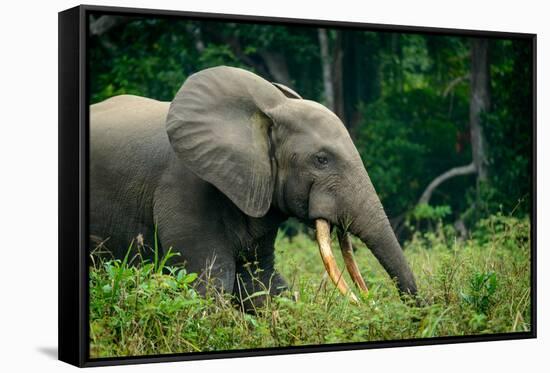 African forest elephant. Odzala-Kokoua National Park. Congo-Roger De La Harpe-Framed Stretched Canvas