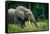 African forest elephant. Odzala-Kokoua National Park. Congo-Roger De La Harpe-Framed Stretched Canvas