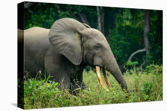 African forest elephant. Odzala-Kokoua National Park. Congo-Roger De La Harpe-Stretched Canvas