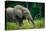 African forest elephant. Odzala-Kokoua National Park. Congo-Roger De La Harpe-Stretched Canvas