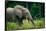 African forest elephant. Odzala-Kokoua National Park. Congo-Roger De La Harpe-Framed Stretched Canvas