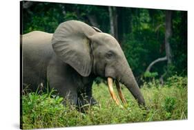 African forest elephant. Odzala-Kokoua National Park. Congo-Roger De La Harpe-Stretched Canvas