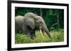 African forest elephant. Odzala-Kokoua National Park. Congo-Roger De La Harpe-Framed Photographic Print