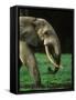 African Forest Elephant-Martin Harvey-Framed Stretched Canvas