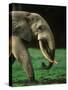 African Forest Elephant-Martin Harvey-Stretched Canvas