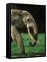 African Forest Elephant-Martin Harvey-Framed Stretched Canvas