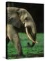 African Forest Elephant-Martin Harvey-Stretched Canvas