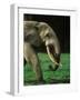 African Forest Elephant-Martin Harvey-Framed Photographic Print