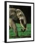 African Forest Elephant-Martin Harvey-Framed Photographic Print