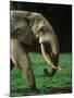 African Forest Elephant-Martin Harvey-Mounted Photographic Print