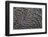 African Gaudy Commodore Butterfly on Grey Peacock Pheasant Feathers-Darrell Gulin-Framed Photographic Print