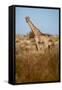 African Giraffe-Michele Westmorland-Framed Stretched Canvas