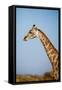 African Giraffe-Michele Westmorland-Framed Stretched Canvas