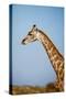 African Giraffe-Michele Westmorland-Stretched Canvas