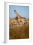 African Giraffe-Michele Westmorland-Framed Photographic Print