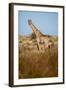 African Giraffe-Michele Westmorland-Framed Photographic Print