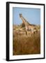 African Giraffe-Michele Westmorland-Framed Photographic Print