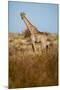 African Giraffe-Michele Westmorland-Mounted Photographic Print