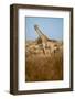 African Giraffe-Michele Westmorland-Framed Photographic Print