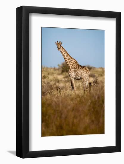 African Giraffe-Michele Westmorland-Framed Photographic Print