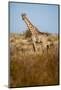 African Giraffe-Michele Westmorland-Mounted Photographic Print