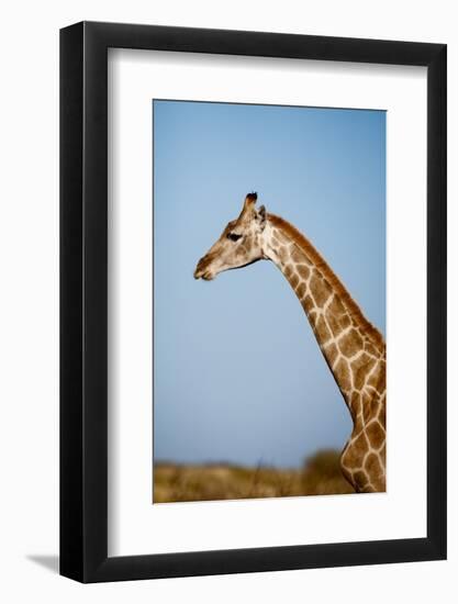 African Giraffe-Michele Westmorland-Framed Photographic Print