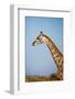 African Giraffe-Michele Westmorland-Framed Photographic Print