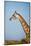 African Giraffe-Michele Westmorland-Mounted Photographic Print