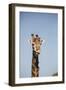 African Giraffe-Michele Westmorland-Framed Photographic Print