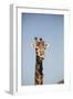 African Giraffe-Michele Westmorland-Framed Photographic Print