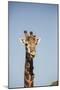 African Giraffe-Michele Westmorland-Mounted Photographic Print