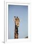 African Giraffe-Michele Westmorland-Framed Photographic Print