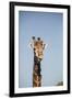 African Giraffe-Michele Westmorland-Framed Photographic Print