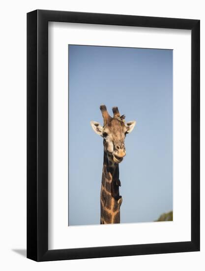 African Giraffe-Michele Westmorland-Framed Photographic Print
