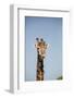 African Giraffe-Michele Westmorland-Framed Photographic Print