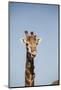African Giraffe-Michele Westmorland-Mounted Photographic Print