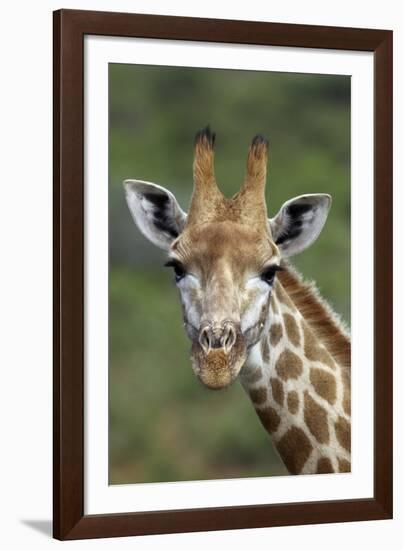 African Giraffes 002-Bob Langrish-Framed Photographic Print