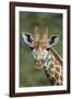 African Giraffes 002-Bob Langrish-Framed Photographic Print