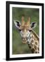 African Giraffes 002-Bob Langrish-Framed Photographic Print