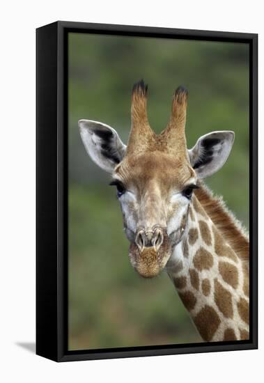 African Giraffes 002-Bob Langrish-Framed Stretched Canvas