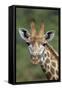 African Giraffes 002-Bob Langrish-Framed Stretched Canvas